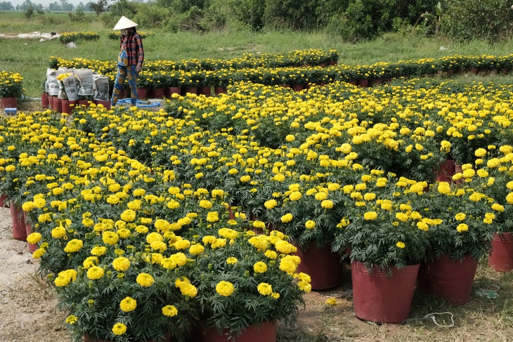 Tết xưa - Tết nay: Vạn thọ ngày tết, hoa của đoàn viên - Ảnh 1.