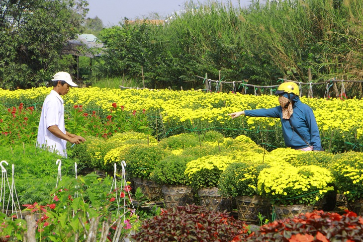 Hoa tết Cần Thơ nở rộ nhưng thưa vắng thương lái đến mua - Ảnh 1.