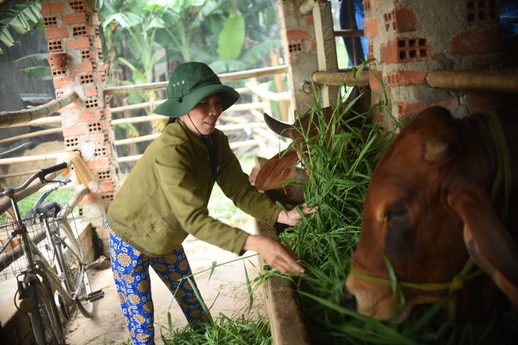 Nông dân Bình Định quyết tâm vượt qua nghịch cảnh với vốn vay từ GreenFeed - Ảnh 2.