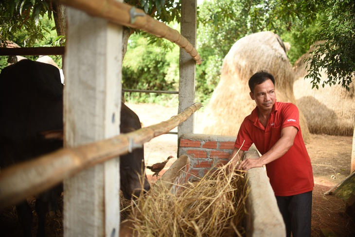 Nông dân Bình Định quyết tâm vượt qua nghịch cảnh với vốn vay từ GreenFeed - Ảnh 1.