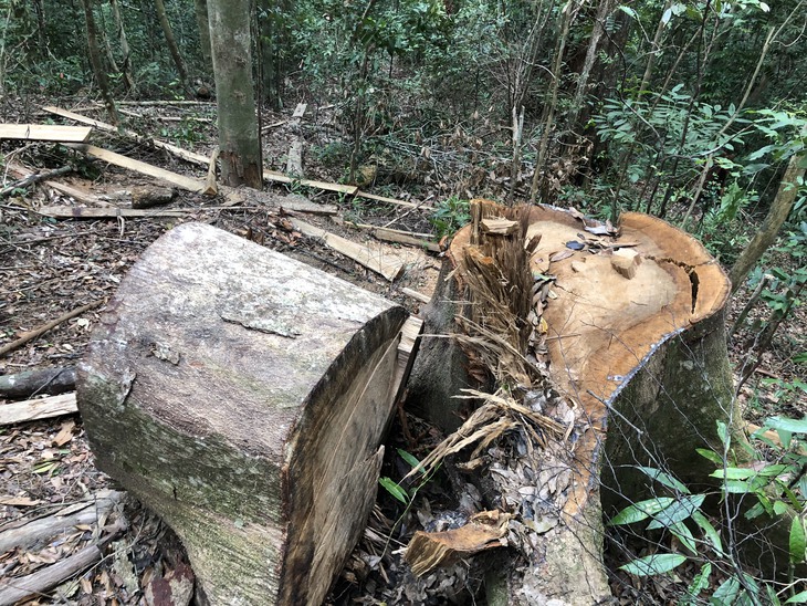 Cây dổi, thông nàng đường kính cả mét trong rừng phòng hộ bị lâm tặc đốn hạ - Ảnh 6.