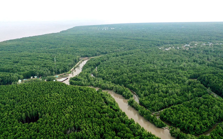 Cà Mau dẫn đầu cả nước về trồng rừng ven biển - Ảnh 3.