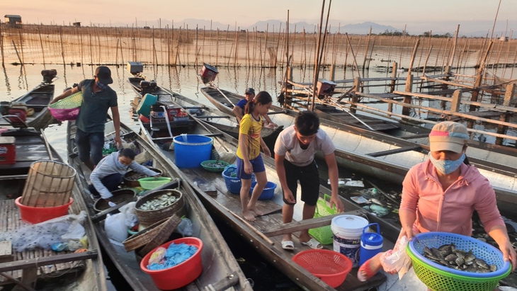 Sợ truông Nhà Hồ sợ phá Tam Giang - Kỳ 4: Tôm cá Tam Giang ăn một lần nhớ mãi - Ảnh 1.