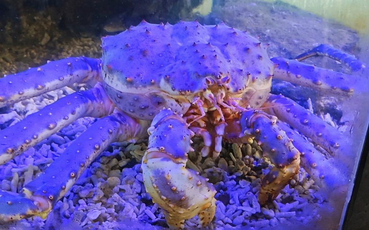 Người Việt chịu chi cho hải sản cao cấp, Na Uy đưa cua hoàng đế sang chào hàng - Ảnh 2.