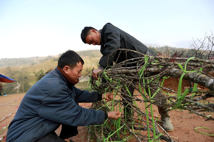 Không phải đào rừng vẫn xin dán tem - Ảnh 1.