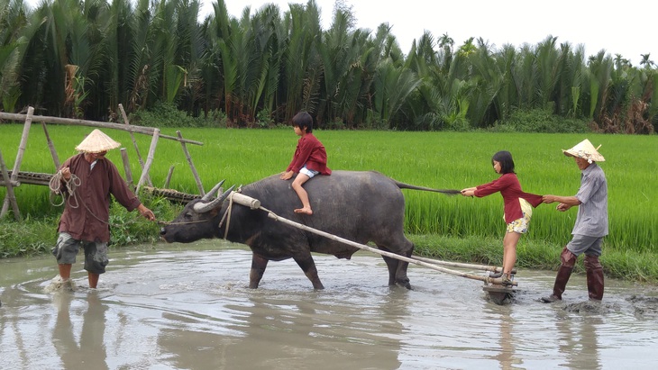 Những chú trâu vui vẻ, thơm tho đón khách ở Hội An - Ảnh 2.