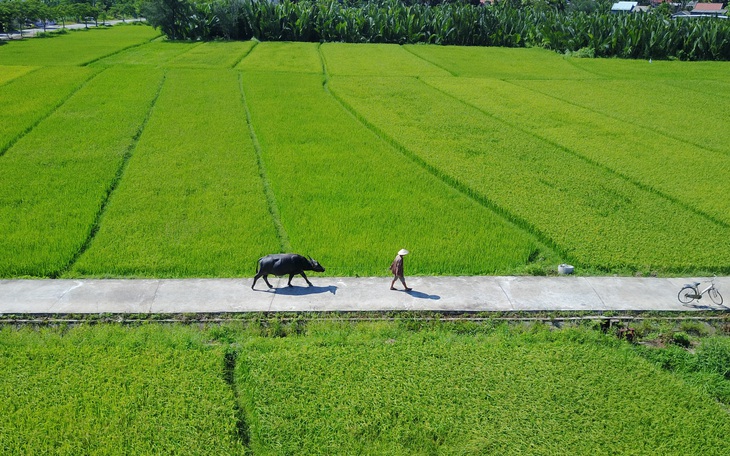 Những chú trâu vui vẻ, thơm tho đón khách ở Hội An