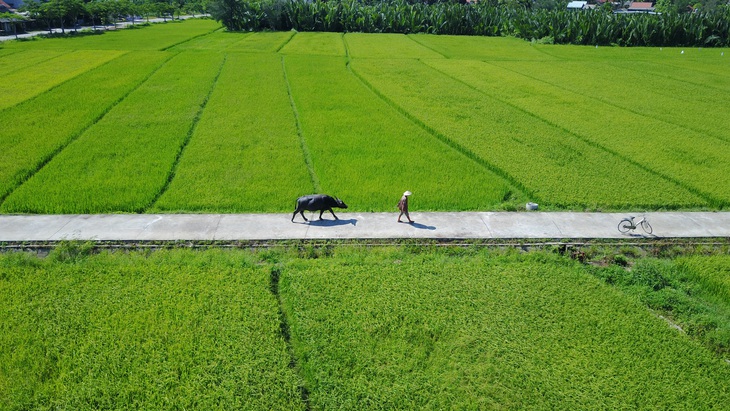 Những chú trâu vui vẻ, thơm tho đón khách ở Hội An - Ảnh 1.