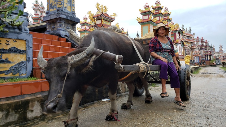 Biệt đội cửu vạn... trâu - Ảnh 3.