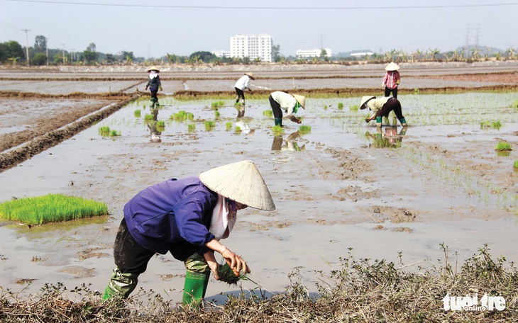 Nông dân Hải Dương giúp nhau qua đại dịch - Ảnh 7.