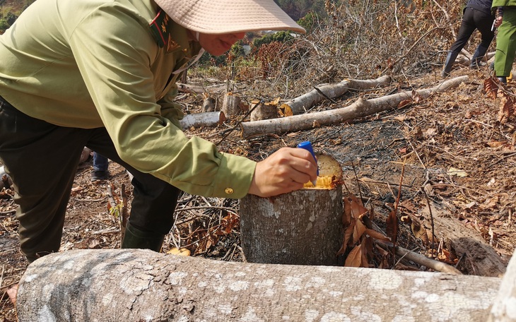 Xác định 2 nghi can phá rừng phòng hộ ở Đà Lạt