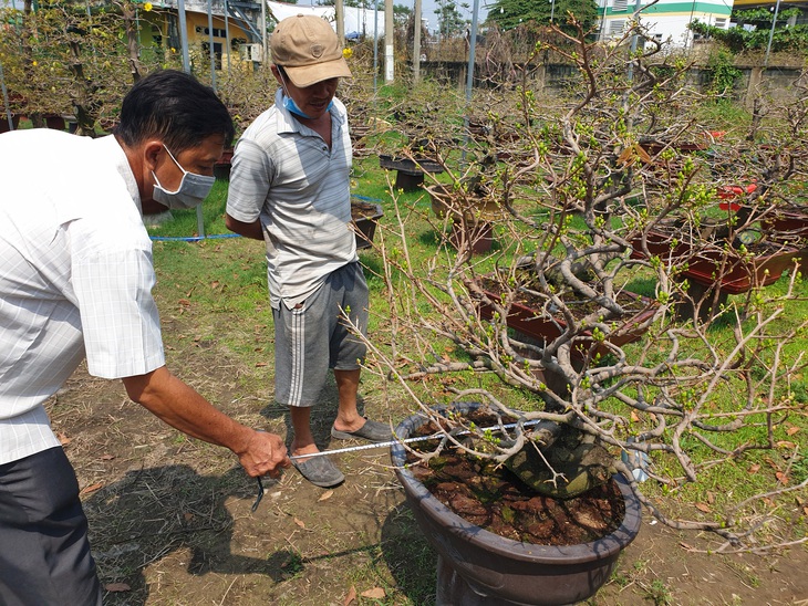 Thị trường mai tết sôi động dần, khách chuộng cây giá thấp - Ảnh 7.