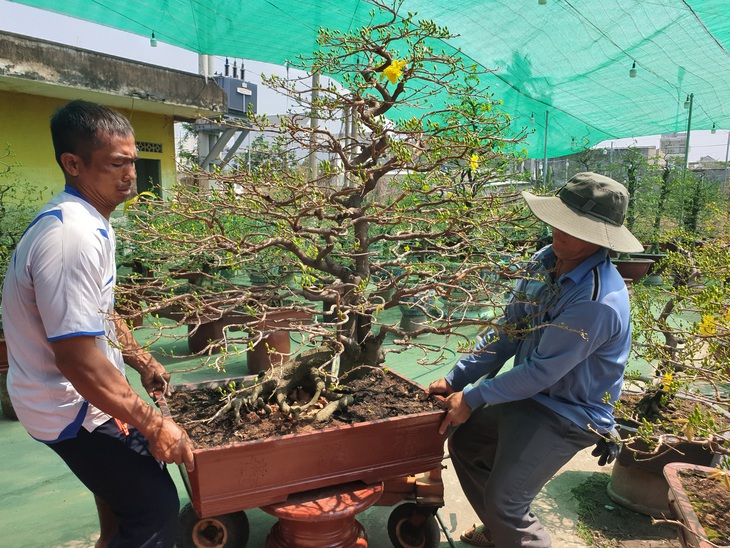 Thị trường mai tết sôi động dần, khách chuộng cây giá thấp - Ảnh 3.