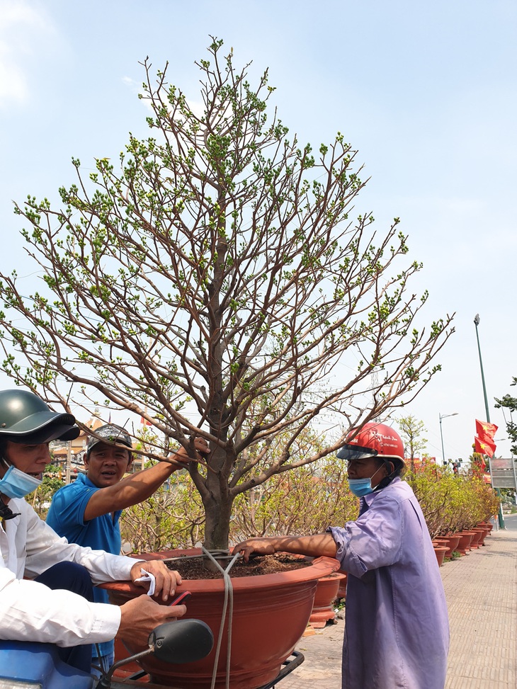 Thị trường mai tết sôi động dần, khách chuộng cây giá thấp - Ảnh 6.