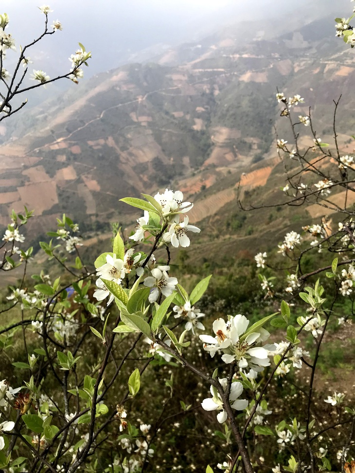 Lên Tà Xùa ngắm rừng hoa táo mèo giữa lưng chừng trời - Ảnh 3.