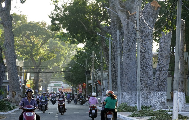 Bí thư Vũng Tàu nhận khuyết điểm không tuyên truyền vụ cưa hàng cây cổ thụ - Ảnh 1.