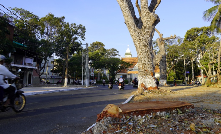 Bí thư Vũng Tàu nhận khuyết điểm không tuyên truyền vụ cưa hàng cây cổ thụ - Ảnh 2.