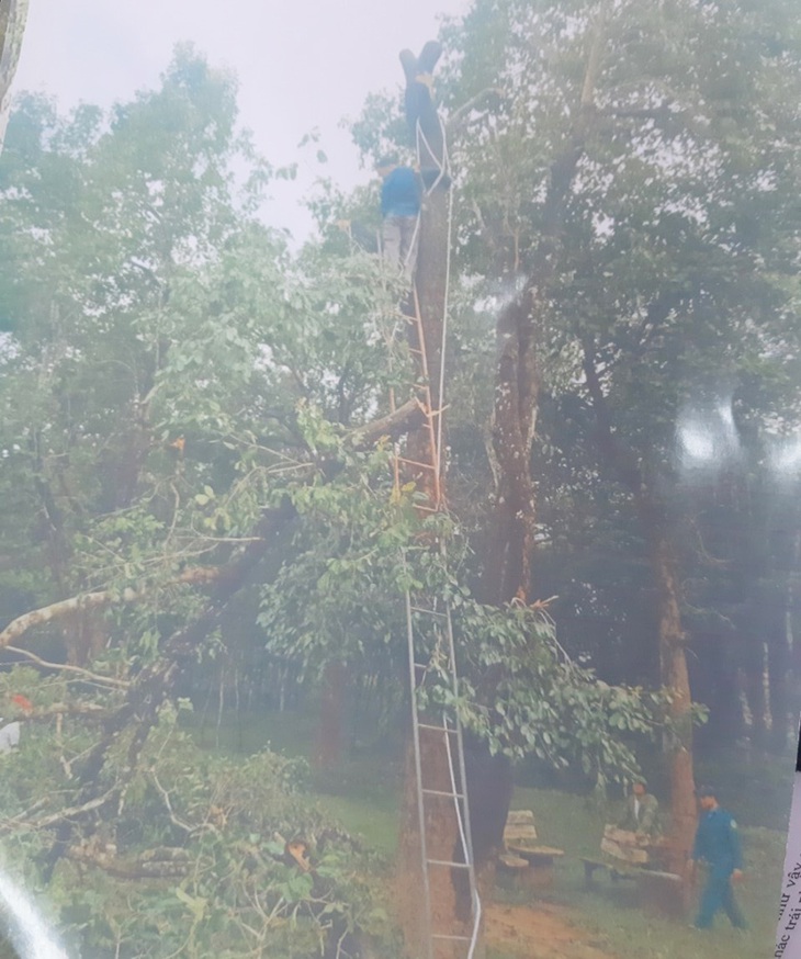 Dọn cây rừng sau bão ở di tích Mỹ Sơn đem bán khi chưa được phép - Ảnh 4. Dọn cây rừng sau bão ở di tích Mỹ Sơn đem bán khi chưa được phép - Ảnh 4.