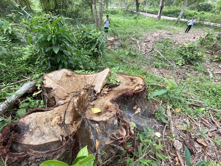 Dọn cây rừng sau bão ở di tích Mỹ Sơn đem bán khi chưa được phép - Ảnh 3. Dọn cây rừng sau bão ở di tích Mỹ Sơn đem bán khi chưa được phép - Ảnh 3.