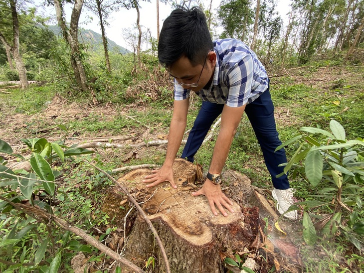 Dọn cây rừng sau bão ở di tích Mỹ Sơn đem bán khi chưa được phép - Ảnh 5. Dọn cây rừng sau bão ở di tích Mỹ Sơn đem bán khi chưa được phép - Ảnh 5.