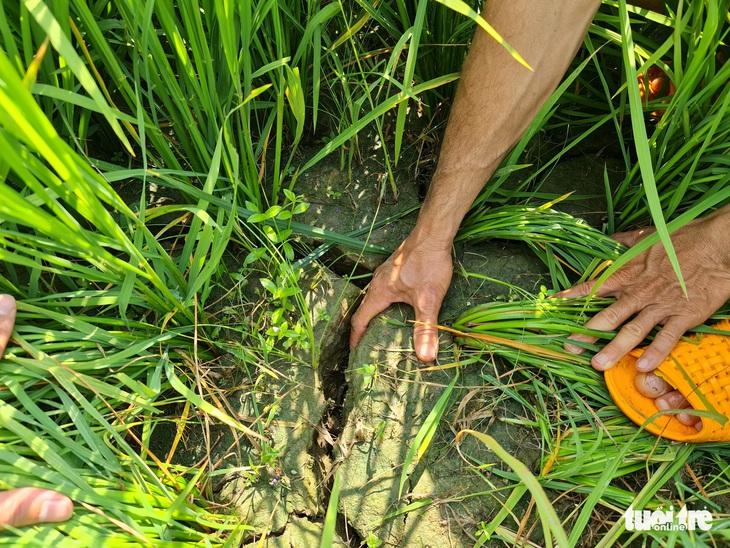 Hàng trăm hecta lúa gieo sạ khát khô: chủ đầu tư và dân nêu lý do khác nhau - Ảnh 1.