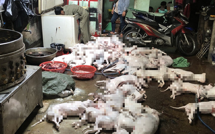 Công an 'đột kích' cơ sở giết mổ 29 con chó không rõ nguồn gốc rạng sáng - Ảnh 4.