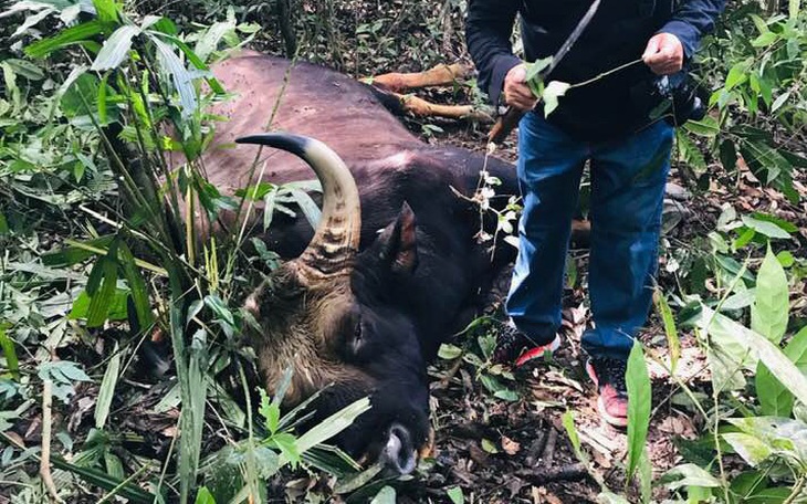 Bò tót đực nặng 700kg chết trong khu bảo tồn, xương và đầu giữ làm tiêu bản