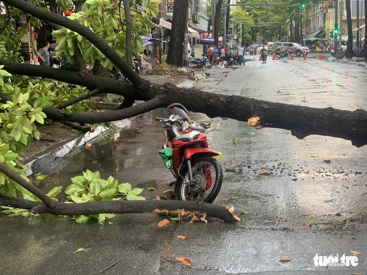 TP.HCM: Mưa to gió lớn, cây ngã đè xe máy làm 2 người bị thương - Ảnh 1.