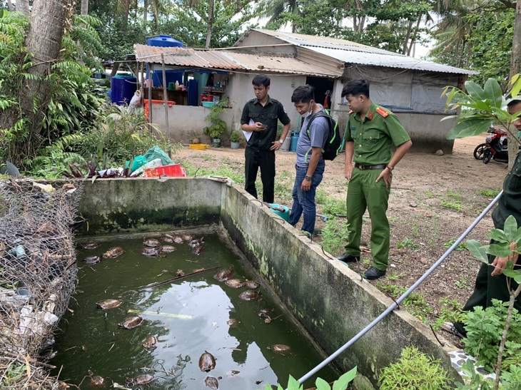 Chủ nhà ở Phú Quốc giao nộp 58 con rùa từ rừng bò vào nhà - Ảnh 1. Chủ nhà ở Phú Quốc giao nộp 58 con rùa từ rừng bò vào nhà - Ảnh 1.