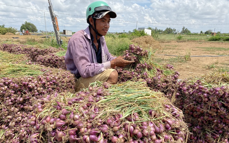 50.000 tấn hành tím Vĩnh Châu ứ đọng, 10 ngày 