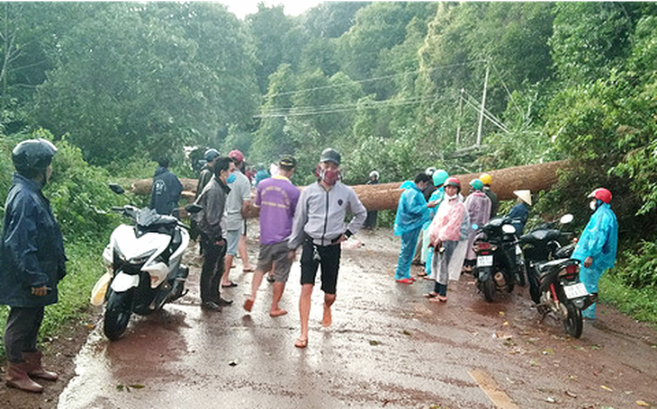 Cây đổ ngang đường Đắk Nông - Lâm Đồng đè chết người đi xe máy