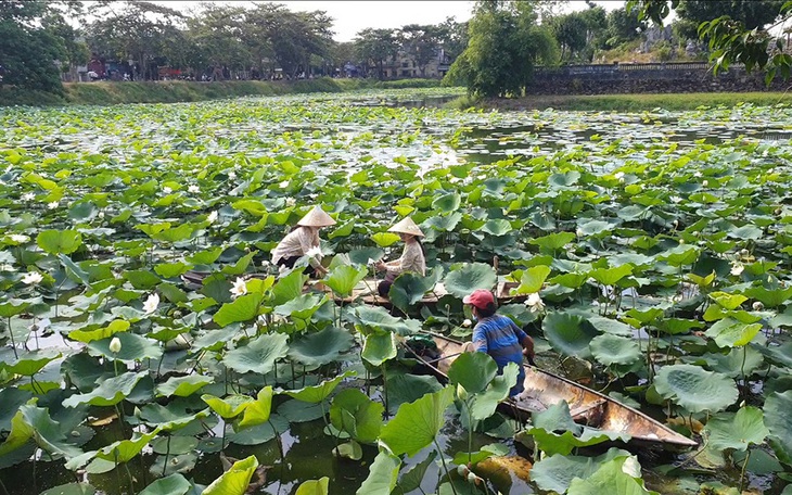 Trồng sen trắng thu hoạch bông kiếm tiền triệu mỗi ngày   - Ảnh 5.