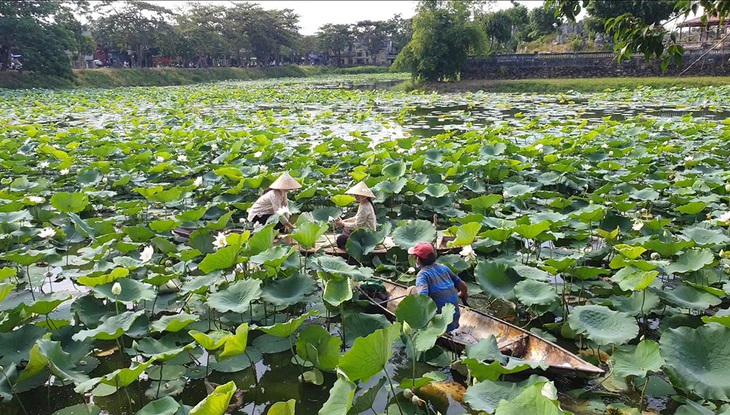 Sen cung đình lại nở trắng hồ cố đô - Ảnh 1.