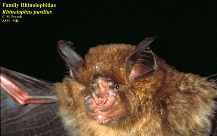 Biến muỗi thành 'kim tiêm bay' để tiêm vắc xin cho dơi - Ảnh 2.