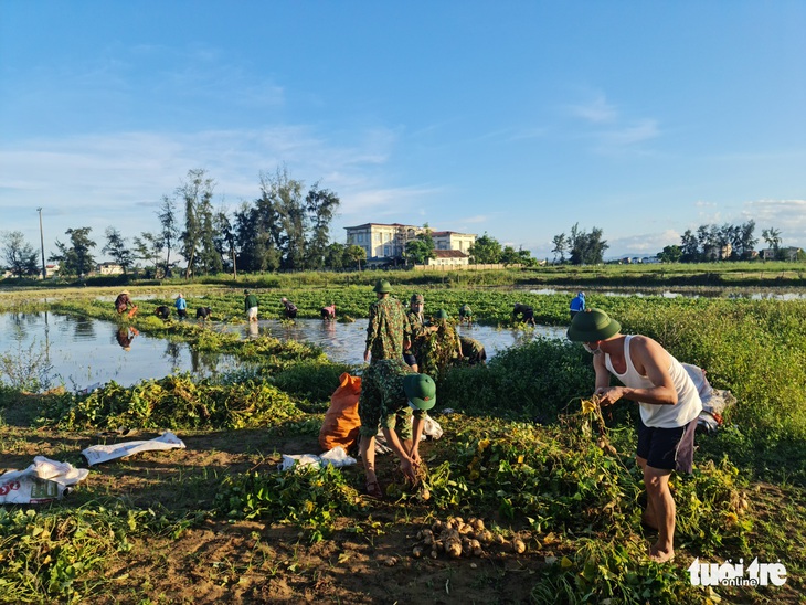 Chung tay thu hoạch hoa màu bị ngập úng cho người dân vùng phong tỏa - Ảnh 1.