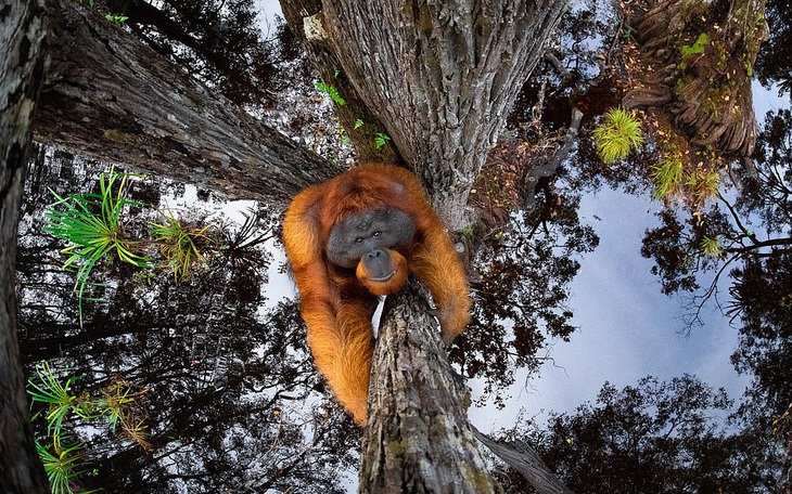 Thiên nhiên hùng vĩ, mơ màng và quyến rũ qua giải ảnh Nature TTL năm 2021