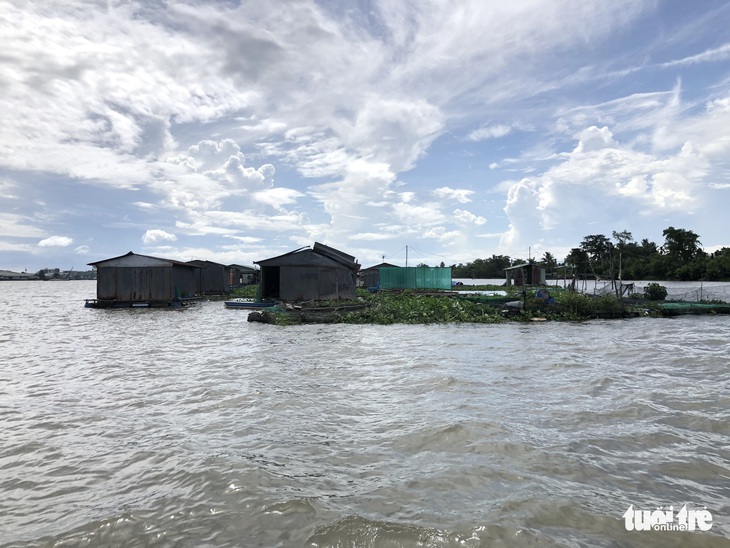 Sà lan tông chìm 2 bè cá chuẩn bị thu hoạch trên sông Tiền - Ảnh 1.