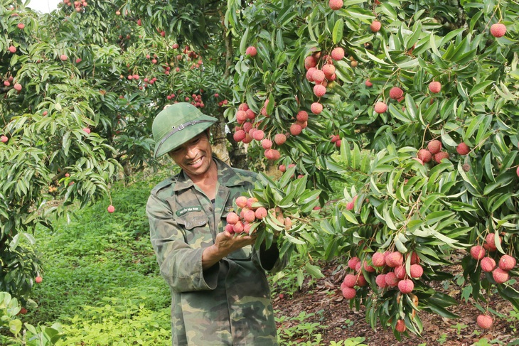 Chuyến đi ‘số’ của vải thiều: một tháng nhìn lại - Ảnh 2.