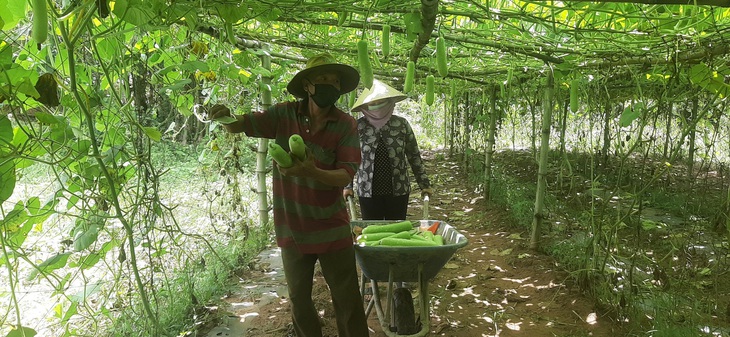 Một nông dân Khmer tặng cả vườn bầu 600 gốc sai trái cho bà con khu vực cách ly - Ảnh 1. Một nông dân Khmer tặng cả vườn bầu 600 gốc sai trái cho bà con khu vực cách ly - Ảnh 1.