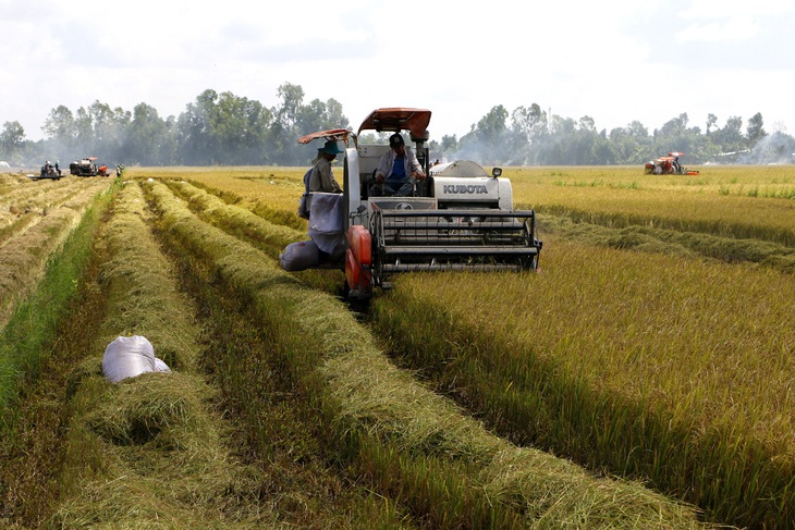 Hơn 700.000ha lúa miền Tây chín rục, trái cây rẻ bèo thiếu người mua, gỡ gấp cách nào? - Ảnh 1.