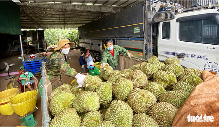 Sầu riêng Đắk Lắk vào mùa thu hoạch, chính quyền lập tổ hỗ trợ nông dân tiêu thụ - Ảnh 2.