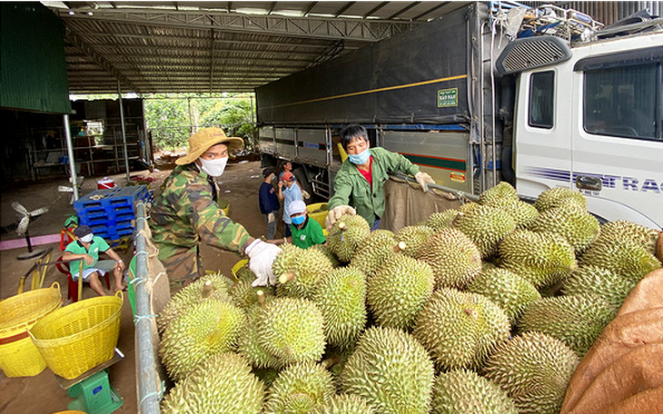 Sầu riêng Đắk Lắk vào mùa thu hoạch, chính quyền lập tổ hỗ trợ nông dân tiêu thụ