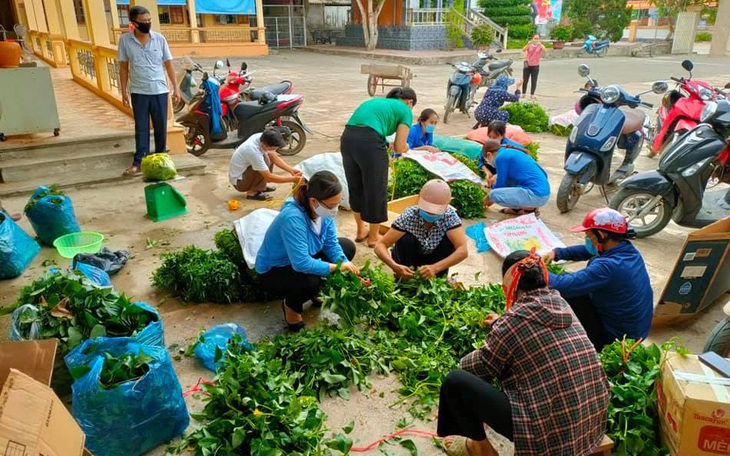 Gom rau từ vườn nhà góp từng xe gửi vùng cách ly