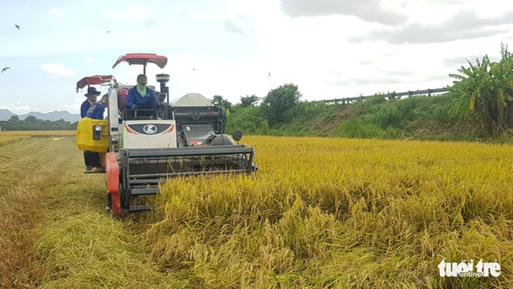 Ngân hàng phải cung ứng đủ vốn cho thu mua thóc, gạo ở miền Tây - Ảnh 1.