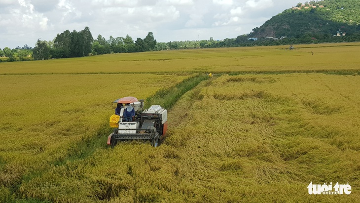 Giá lúa hè thu ‘nhảy múa’, nơi tăng nơi giảm, sau khi ngành nông nghiệp vào cuộc - Ảnh 1.