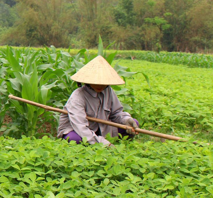 Canh tơm nấu rau dền cơm - Anh ăn một chén thảo thơm quê nhà… - Ảnh 2.