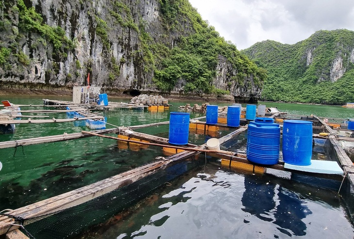 Hải Phòng muốn di dời các hộ nuôi thủy sản trên biển Cát Bà bằng dự án hỗ trợ 68 tỉ đồng - Ảnh 2.