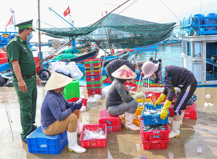 Đã mắt hình ảnh ngư dân Ninh Thuận bất ngờ trúng lớn mùa cá nam - Ảnh 2.