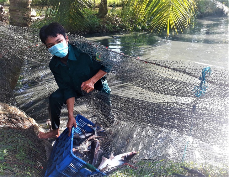 Khách hỏi không bán mà tặng nguyên đìa cá, ao bông súng cho bà con khó khăn - Ảnh 1.