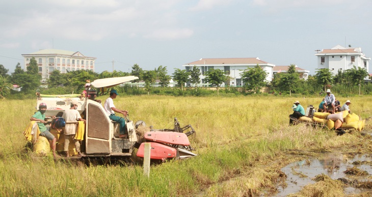 Bạc Liêu nhờ Hậu Giang, Sóc Trăng hỗ trợ thu hoạch lúa - Ảnh 1.